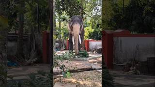 തെച്ചിക്കോട്ട് രാമചന്ദ്രൻ #thechikottukavu_ramachandran #elephant#youtubeshorts