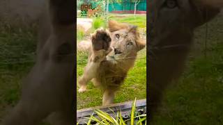 GADAG ZOO|Adorable Lion's Cute Antics at the Zoo! 😍