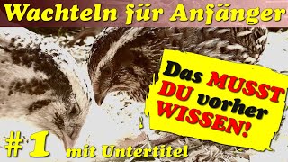 Wachteln halten - darüber MUSST Du Dir Gedanken machen - Wachteln für Anfänger #1 UT mit Untertitel