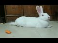 खरगोश पालने से पहले जान लें 7 जरुरी बातें rabbit care tips