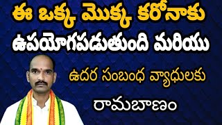 ఈ ఒక్క మొక్క కరోనాకు ఉపయోగపడుతుంది మరియు ఉదర సంబంధ వ్యాధులకు రామబాణంలా పనిచేస్తుంది