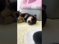 【豆柴犬】熟睡してるけどピクピク動くのが可愛い😍✨