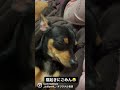 わけわかめ🐕 チワックス チワピン ミニチュアピンシャー 多頭飼い いぬ 犬 犬のいる暮らし 今日のわんこ チワワ イヌスタグラム 犬好きな人と繋がりたい ミックス犬 mix犬 dogs