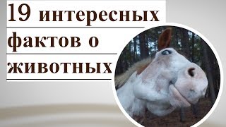 19 интересных фактов о животных на планете