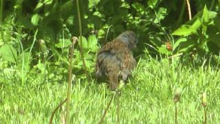 Dunnock Fledglings in the garden - May 2014