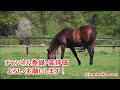 【報知グランプリカップ2025】◎前走速いペースの中で前受けして強いレースをしていたあの馬から！