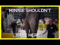 Minnie The Elephant’s Defeated Eyes Will Leave You Heartbroken