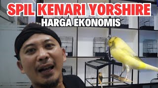 Spil Kenari Yorkshire Harga Ekonomis dan Menggiurkan