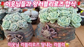 🌹키핑장 이웃님들과 왕러블리로즈 분갈이해요🌹많아도 탐나는 러블리로즈🌹