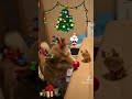 もうすぐクリスマス🎄🎅🦌 柴犬 いぬ ペット クリスマス クリスマス遊ぼうよ