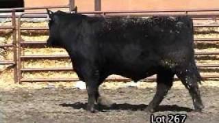 Midland Bull Test Lot 267 Wright Way Angus Ranch