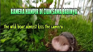 BERBURU BABi HUTAN;HAMPiR 24jam,SERU SEKALi dapat 3 point. The WiLD BOAR ALMOST KiSS The CAMERA