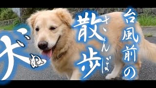 台風14号来る前の散歩【犬】