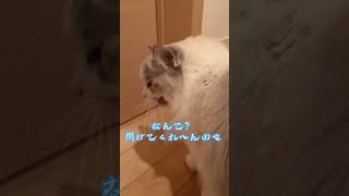 ドアを開けて欲しいと懇願する猫 #ラグドール #猫