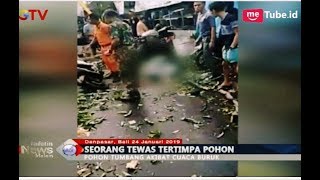 Cuaca Buruk, Pohon Tumbang Tewaskan 1 Pengendara di Denpasar, Bali - BIM 25/01