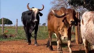 Beautiful gyr cow cattle 🌻🐄☘️