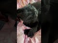 我が家の愛猫の日常.520