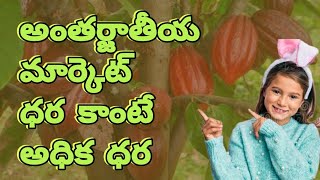 కోకో సాగు|కొబ్బరి తోట మధ్య కోకో సాగు|cocoa farming profitable|@prtnaroy#cocoa#chacolate