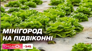 12-річний агроном: хлопчик вирощує зелень вдома, будуючи власний бізнес