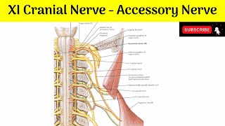 XI Cranial Nerve - Accessory Nerve | Roots | Deep \u0026 Superficial Origins | Course | Distribution |