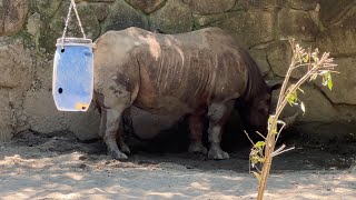 マロくんのようすです【2023年7月28日】【上野動物園】ヒガシクロサイ