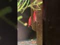 【アクアリウム水景】2024 12 2の熱帯魚＆エビ水槽【ワダッシュ】