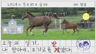 망아지 조기교육?! 🐴 각인순치로 파트너십 강화 | 말과 사람이 행복한 말복지