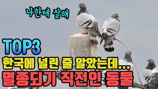 한국에 널린 줄 알았는데 멸종되기 직전인 동물 TOP3