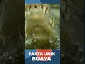 Fakta Unik Buaya Yang Mungkin Jarang Diketahui #shortvideo #shortsvideo #shorts