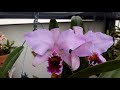 cattleya percivaliana summit