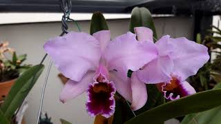 Cattleya percivaliana summit