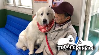 シャンプーに来たけど...健康診断を警戒するルンルンです　Great Pyrenees　グレートピレニーズ