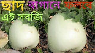 Cultivate these vegetables in your rooftop garden || আপনার ছাদবাগানে চাষ করুন এই সবজি |