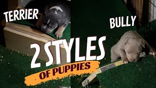 Two Different Styles of Bully Puppies