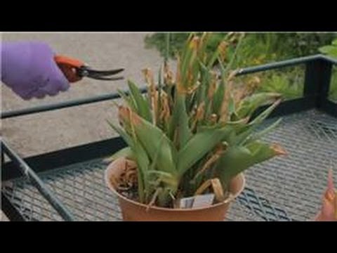 Growing & Storing Plant Bulbs : What to Do With Tulip Bulbs After Flowering Growing & Storing Plant Bulbs : What to Do With Tulip Bulbs After Flowering
