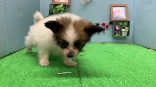 NO.112799 ペットショップ犬の家刈谷店【パピヨン】