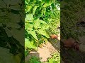 agriculture life trending tarrace beanfarming satisfying tarracegarden kisan tarrecegarden