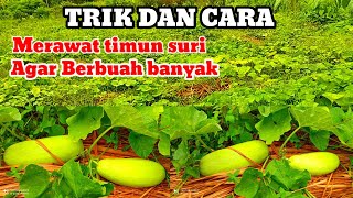 ⛔MERAWAT TIMUN SURI AGAR BERBUAH BESAR