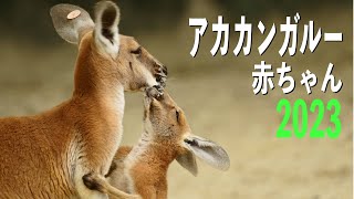 アカカンガルーの赤ちゃん2023　４K