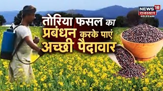 Annadata | तोरिया फसल की खेती कर कम लागत में पाएं अधिक लाभ | Mustard Farming | News18 Rajasthan