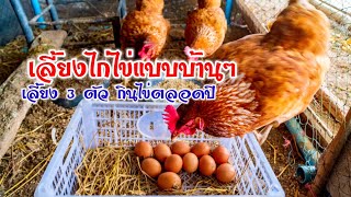 เลี้ยงไก่ไข่ 3 ตัว กินได้ทั้งปี มือใหม่หัดเลี้ยงไก่ไข่ เลี้ยงแบบบ้านๆ เหลือกินก็แบ่งปันครับ