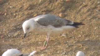 7.12.16 Goéland leucophée vert XHFW (Larus michahellis, Yellow-legged Gull)