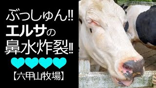 ブシュン！！なんか飛んできたぁーー！！【六甲山牧場】#shorts