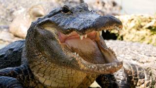 Alligator protects dead Python 01, Time Lapse Speed x1