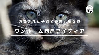 仲良くなれない先住猫３匹（老猫）と新入り子猫のワンルーム同居アイディア｜保護猫おーちゃん｜シーズン４：vol.25［vol.118］