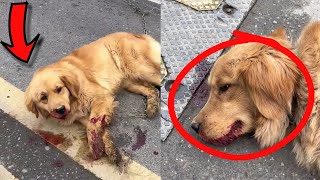 Rescuing a Lost Golden Retriever: A Heartbreaking Tale of Survival After a Traffic Accident | Rescue