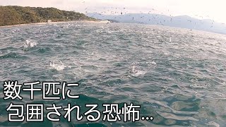 数千匹の巨体魚から包囲される恐怖の光景がヤバすぎる！