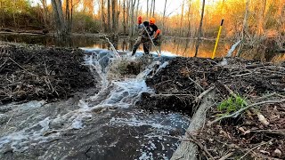 Mega Beaver Dam Removal! || Fastest Drain Ever! 💪 #beaverdam
