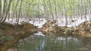 【上越妙高百景】　日本三大ブナ林「美人林」　残雪と新緑（新潟県十日町市）