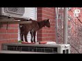 los bomberos rescatan a una cabra atrapada en la ventana de un 5º piso en villaverde madrid